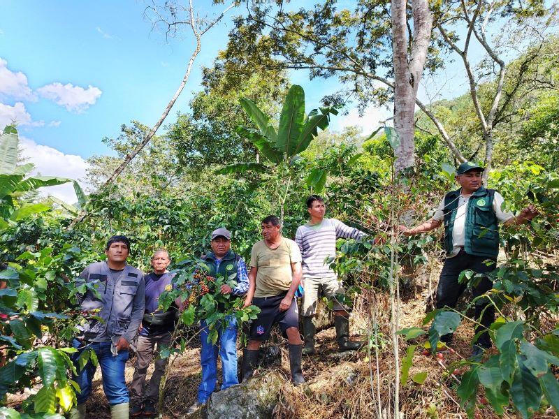 Capacitan a caficultores en manejo integrado de plagas y enfermedades en el distrito de Ulcumayo