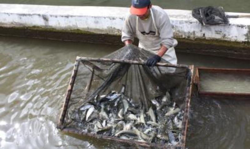 CAPACITAN A PESCADORES Y ACUICULTORES PARA REDUCIR EFECTOS DEL FENÓMENO “EL NIÑO”