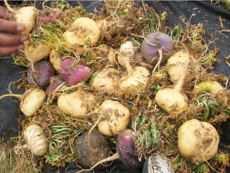 CAPACITAN A PRODUCTORES DE MACA SOBRE CAMBIO DE USO DE SUELOS