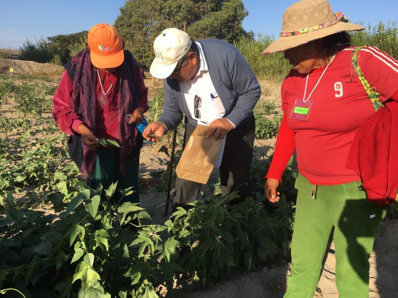 Capacitan a productores de Ocucaje para potenciar producción de pallar