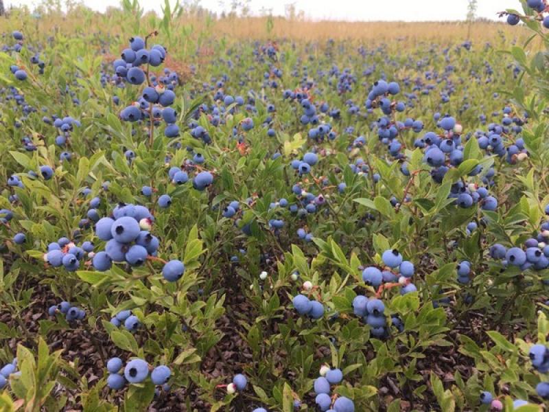 Casi el 60% de la superficie frutícola canadiense se dedica a los arándanos