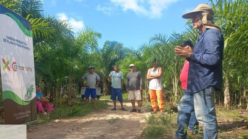 Caynarachi apuesta por el palmito y acaí en San Martín