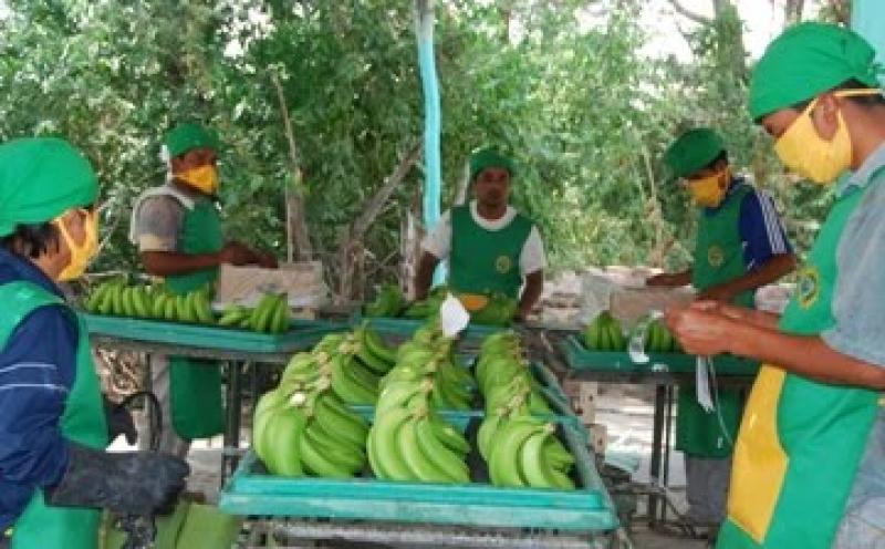 CEPIBO CONTROLA MANCHA ROJA Y DUPLICARÁ ENVIOS DE BANANO