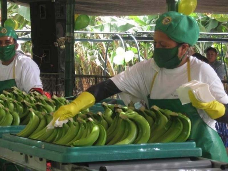 CEPIBO EXPORTÓ 843 CONTENEDORES DE BANANO ORGÁNICO EN 2011