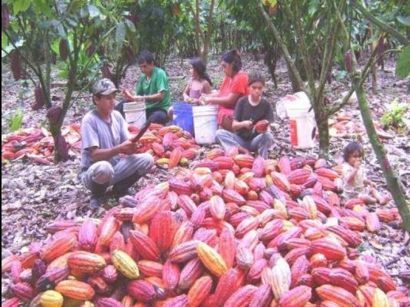 CEPICAFÉ DUPLICARÍA SUS ÁREAS DE CULTIVO DE CACAO EN 3 AÑOS