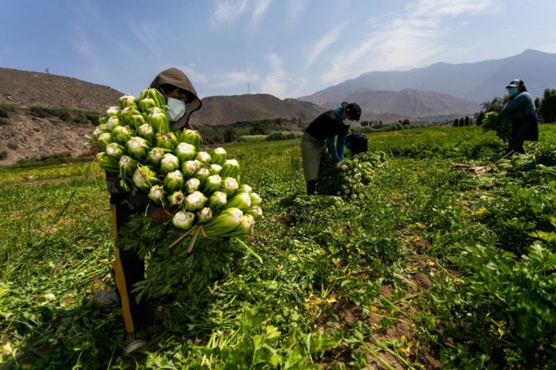 Cerca de 15.000 agricultores son capacitados en buenas prácticas en cosecha