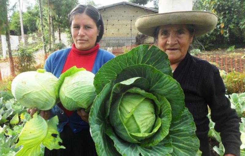 CERCA DE 43.3% DE MUJERES PARTICIPAN EN GESTIÓN DE PROYECTOS DE FONCODES