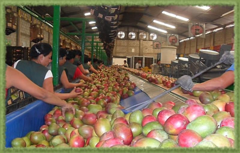CERTIFICARÁN 13 PLANTAS DE TRATAMIENTO HIDROTÉRMICO PARA MANGOS