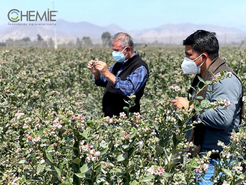 Chemie SA busca seguir desarrollando productos orientados a la producción orgánica