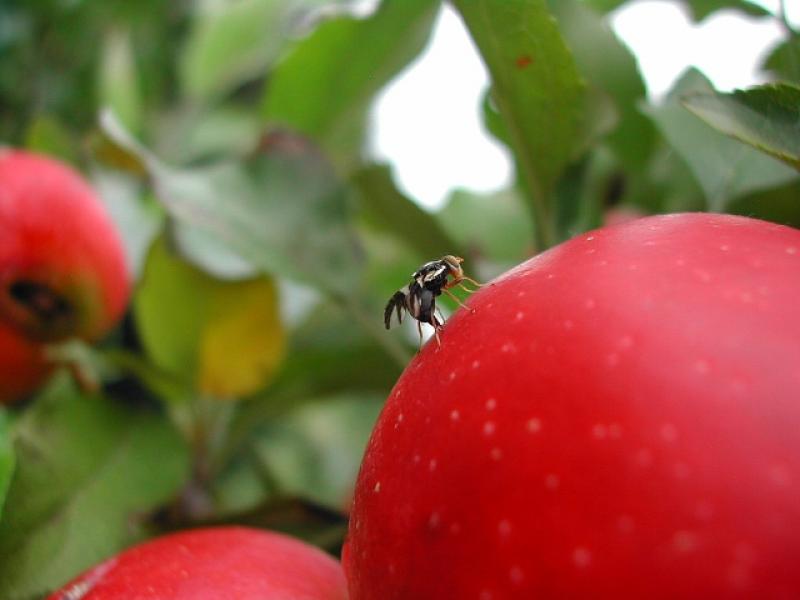 CHILE: DECLARAN LIBRE DE MOSCA DE LA FRUTA LA REGIÓN DE COQUIMBO