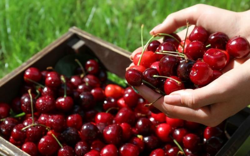 Chile duplica volumen de envíos de cerezas hacia Estados Unidos