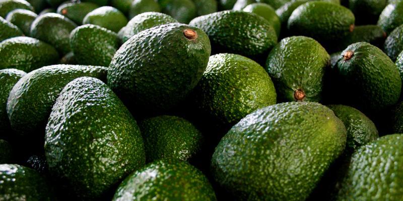 Chile produciría 220 mil toneladas de palta en la temporada 2021-2022, lo que representaría un incremento de 57%