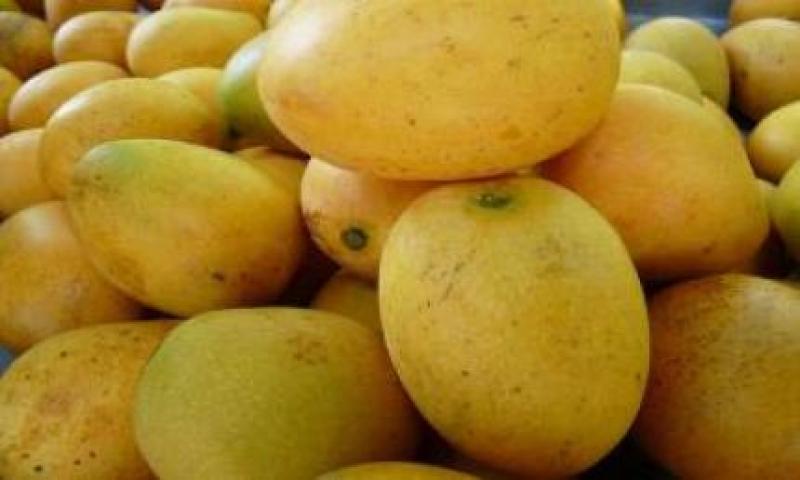 CHINA ABRE SUS PUERTAS AL MANGO ECUATORIANO