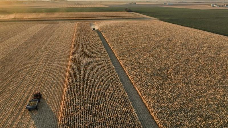 China cultiva arroz en el desierto para enfrentar la sequía