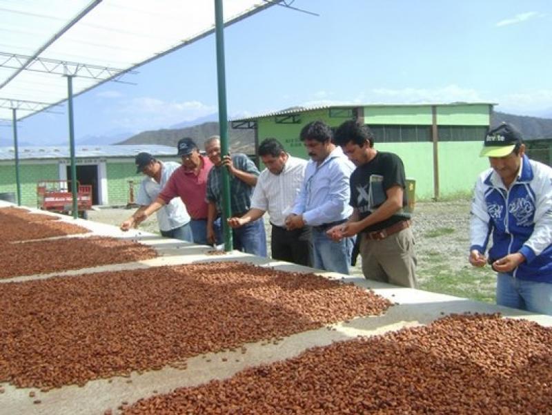 CHOCOLATEROS FRANCESES VISITARÁN CAMPOS CACAOTEROS DE PIURA