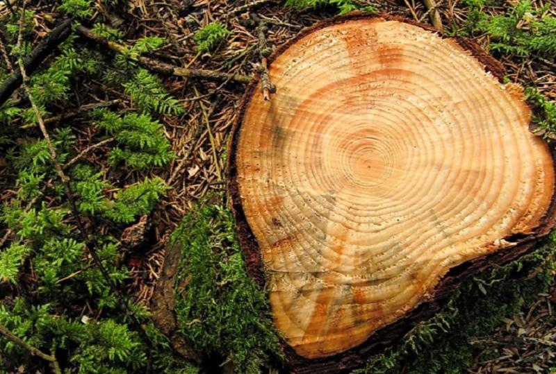 Científicos peruanos estudian anillos de árboles para anticipar sequías e inundaciones