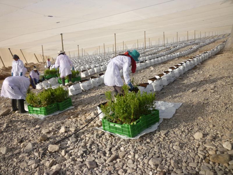 Ciento dieciocho mil plantas de arándanos en evaluación fitosanitaria para ingresar al país