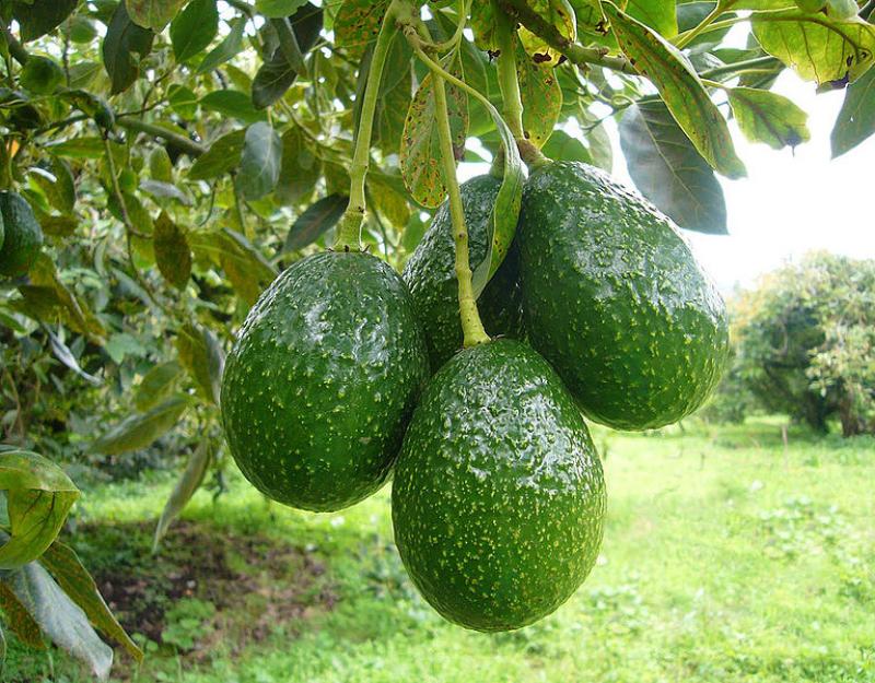 Cinco agroindustriales peruanas van por terrenos en Colombia para palta, tras nueva ley agraria