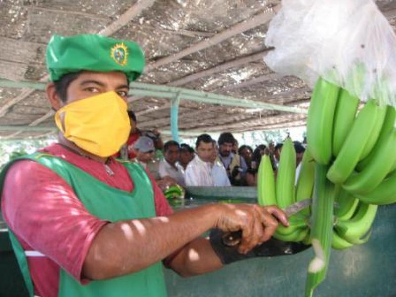 CINCO CONTENEDORES DE BANANO ORGÁNICO LLEGAN SEMANALMENTE A EEUU