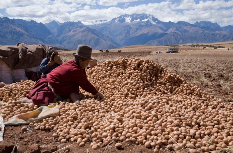 CIP dona el premio Caral 2020 para proteger la salud y los medios de subsistencia de agricultores de papa de los Andes afectados por crisis de Covid-19