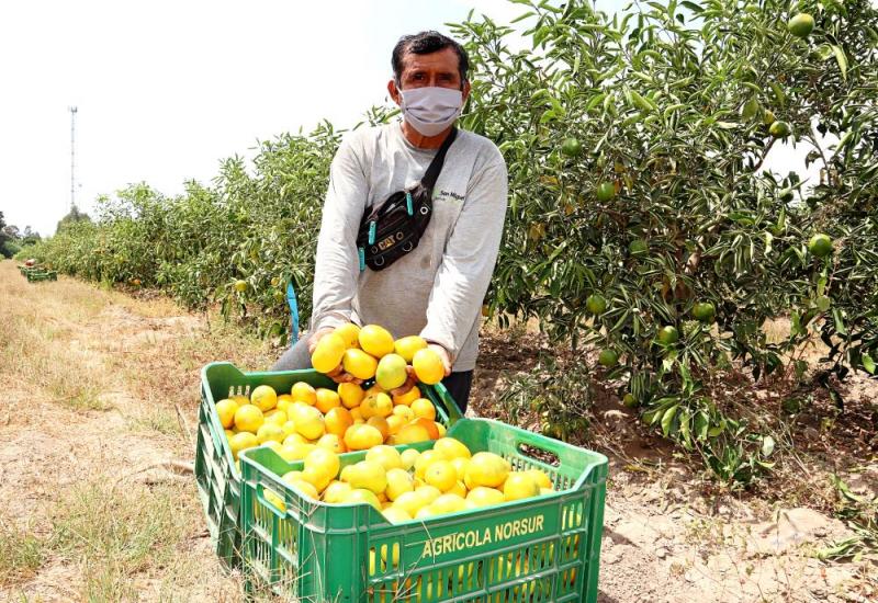 Cítricos y paltas continúan liderando exportaciones de Ica en el 2021
