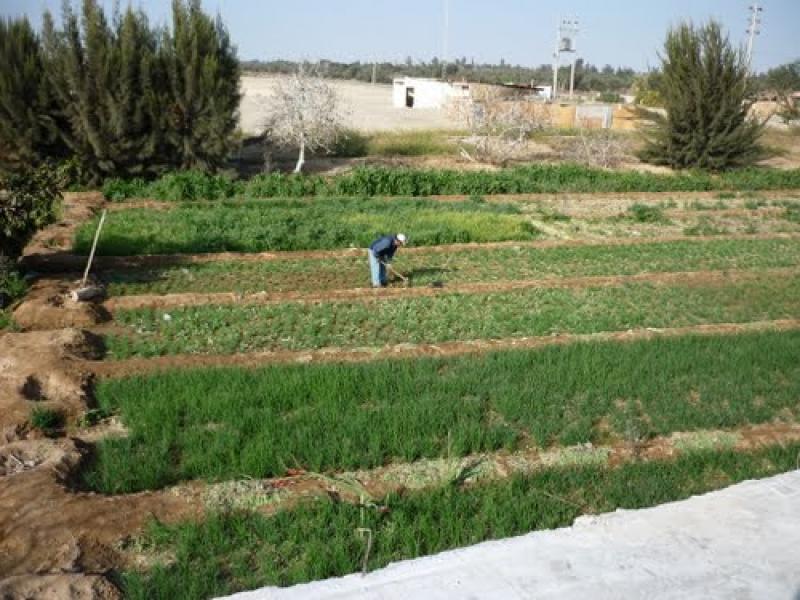 CIUDAD SATÉLITE CERCA DE FRONTERA CHILENA PONE EN PELIGRO ZONA AGRÍCOLA