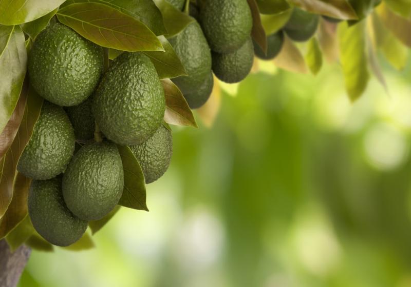 Claves para la sostenibilidad en la producción del cultivo de palta