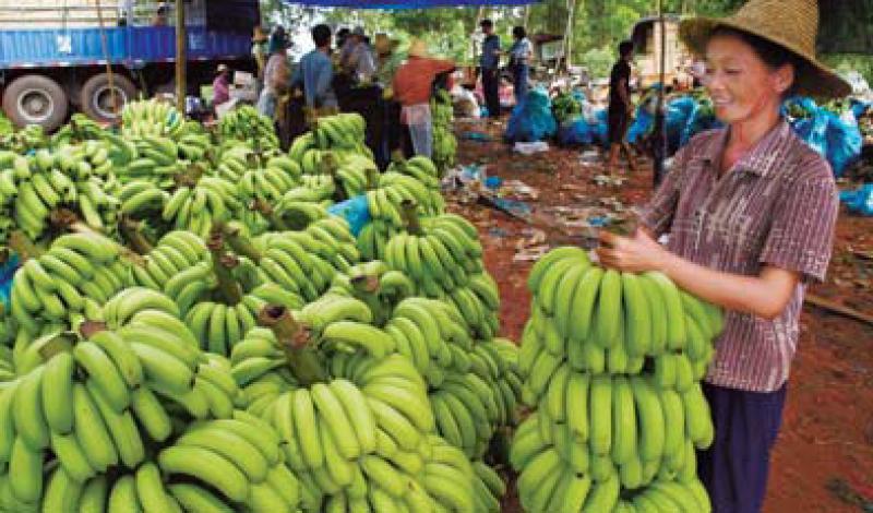 CLIMA EXTREMO EN CHINA ABRE OPORTUNIDADES PARA BANANAS DE SUDAMÉRICA