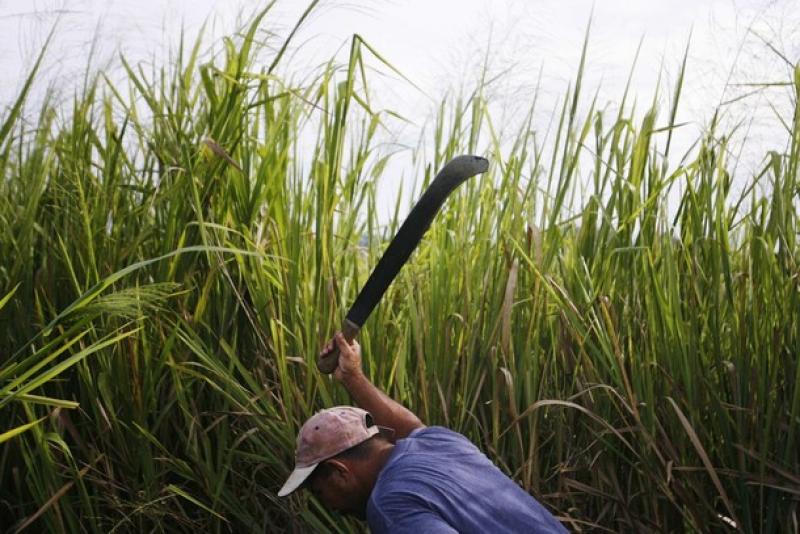 COAZÚCAR REALIZA OFERTA PÚBLICA PARA COMPRAR ACCIONES DE SINTUCO