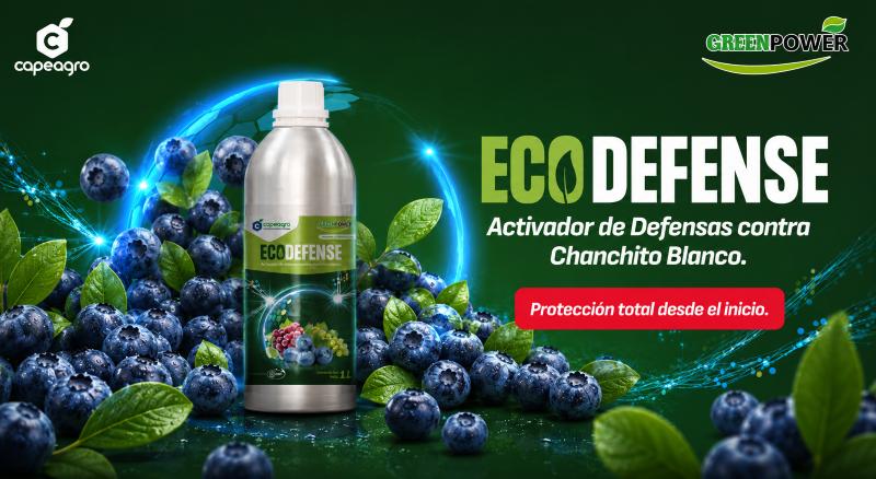 Cochinilla Harinosa en arándano: una amenaza para la exportación que exige soluciones eficaces