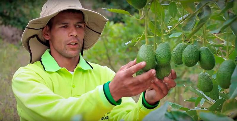 Colombia: cultivos de palta son fuente de trabajo para campesinos desplazados por la violencia