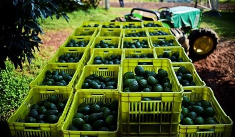 Colombia: EE.UU. es un mercado constante y creciente para el aguacate