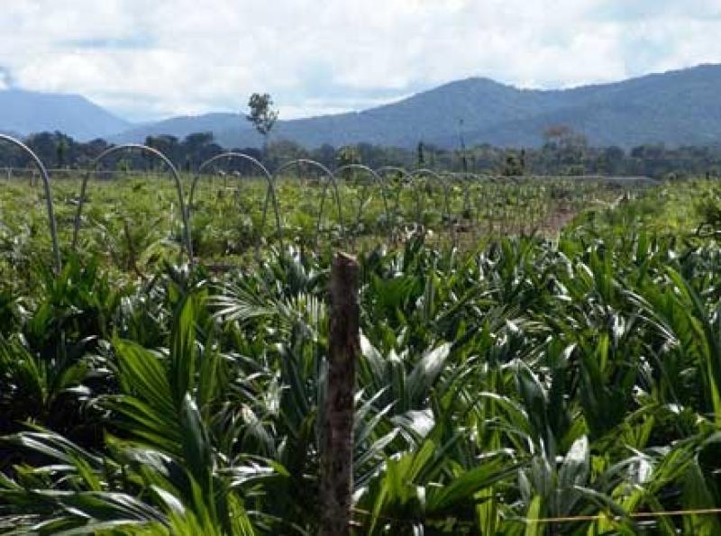 COLOMBIA: ENFERMEDAD AMENAZA PALMA ACEITERA