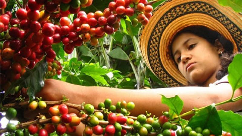 Colombia: exportación de café cae 7% en el primer semestre del año