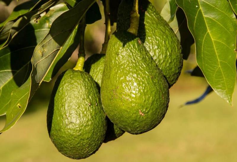 Colombia exportó 5.125,5 contendores de palta Hass en 2023, mostrando un aumento de +26.4%