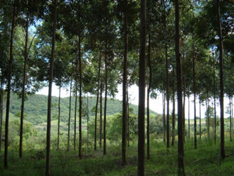 COMIENZAN A DEBATIR LA LEY FORESTAL EN LAS REGIONES