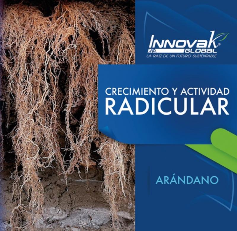 Cómo mejorar el crecimiento y actividad radicular en el cultivo de arándano