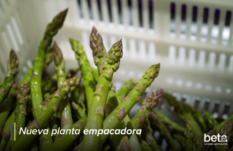 Complejo Agroindustrial Beta cuenta con nueva empacadora de espárrago en Ica