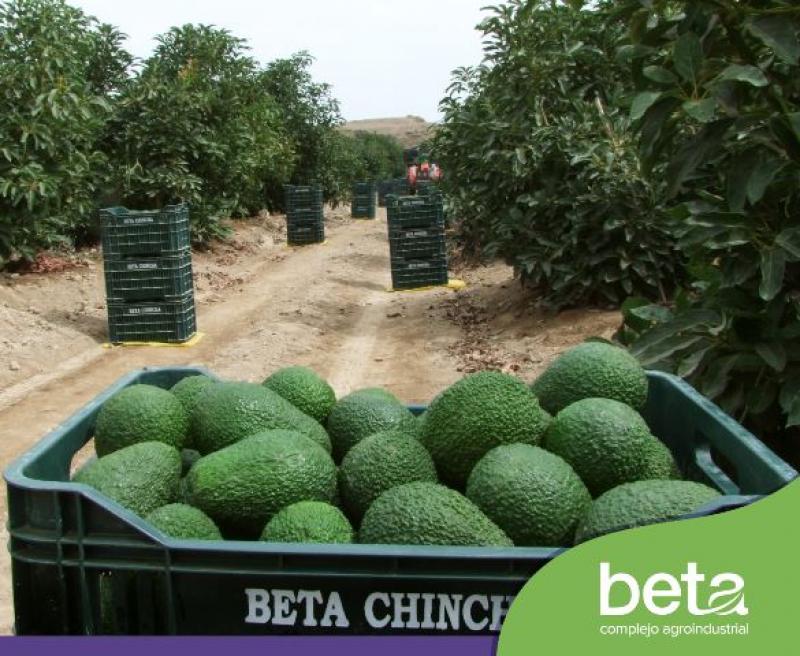 Complejo Agroindustrial Beta: Cultivos de palta Hass en Olmos iniciarán producción el 2018