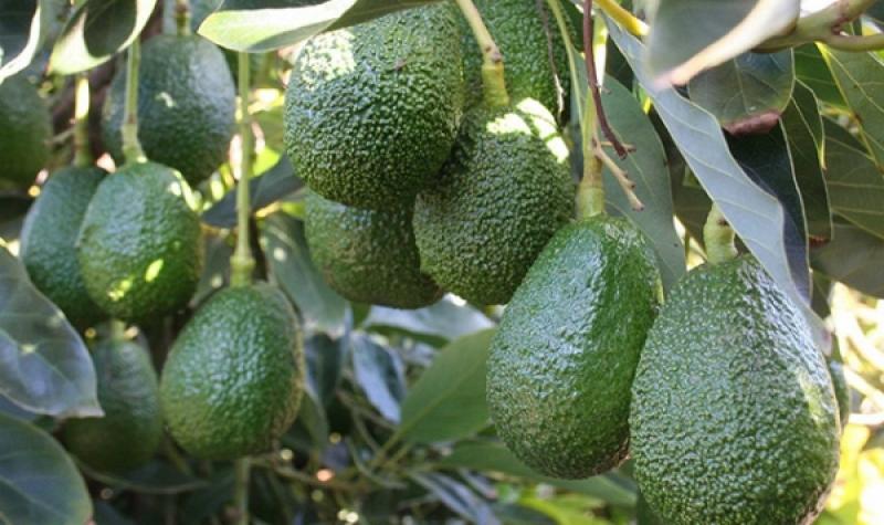 Complejo Agroindustrial Beta exportó 4.500 toneladas de palta Hass en la presente campaña