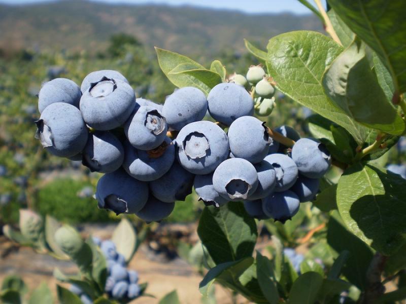 Complejo Agroindustrial Beta proyecta exportar 500 toneladas de arándanos esta campaña