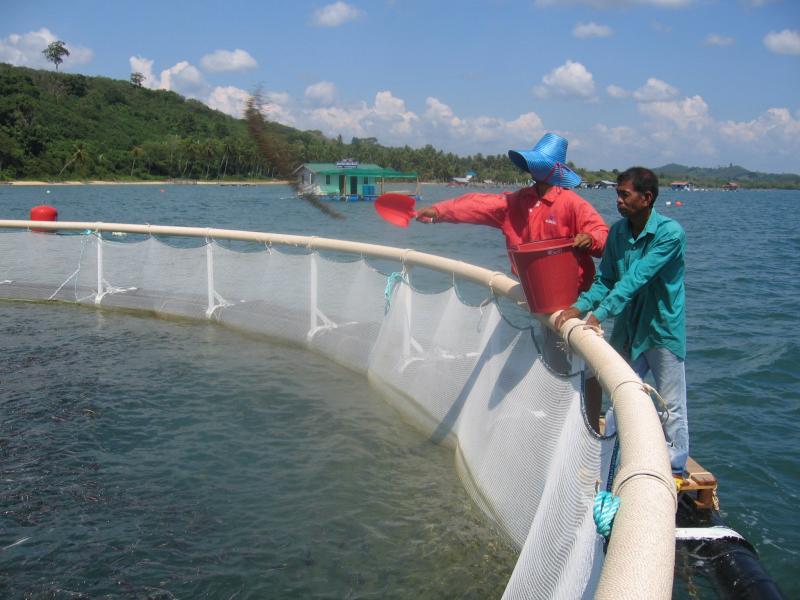 Compra de alimento balanceado para acuicultura en la selva representa más del 70% del costo de producción