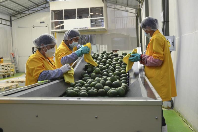 Con nueva planta empacadora de palta, Cusco aspira a convertirse en la primera exportadora de este producto