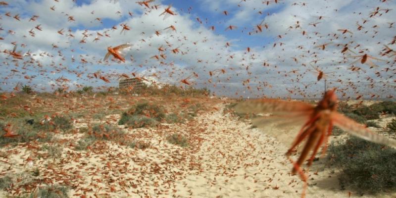 Condiciones climáticas podrían favorecer la aparición de langostas en Chiclayo, Ferreñafe y Lambayeque