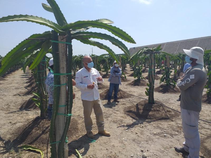 Conforman cooperativa agraria y exportadora de Pitahaya en Piura