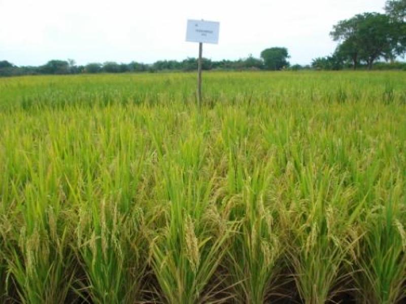 CONFORMARIAN EL FONDO NACIONAL DEL ARROZ