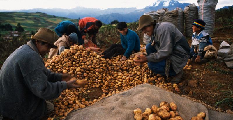 CONGRESO APROBÓ LEY QUE PERMITE IMPORTAR AGROQUÍMICOS GENÉRICOS