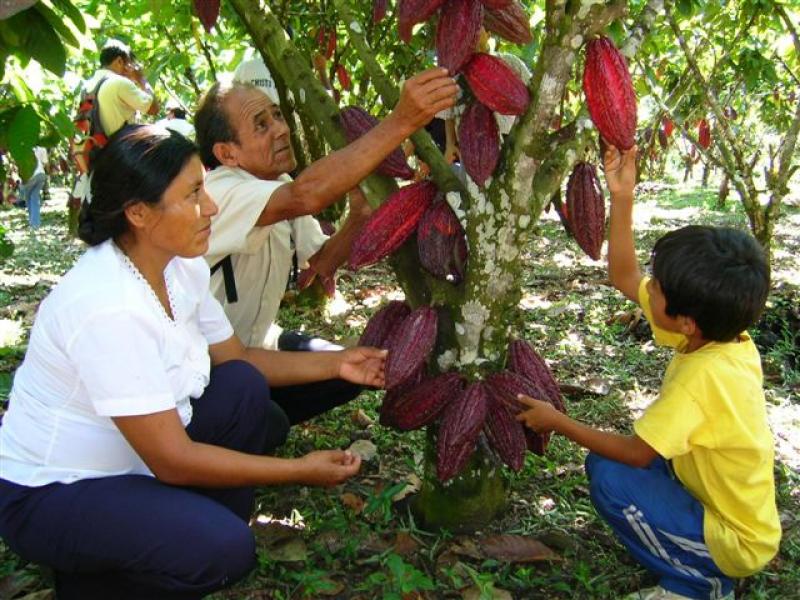 CONGRESO APROBÓ SUSCRIPCIÓN DE PERÚ AL CONVENIO INTERNACIONAL DEL CACAO