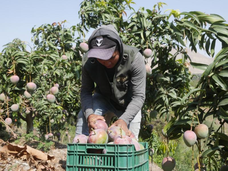 Congreso internacional de mango y palto en Casma reunirá a ponentes de España, Colombia, Brasil y Perú