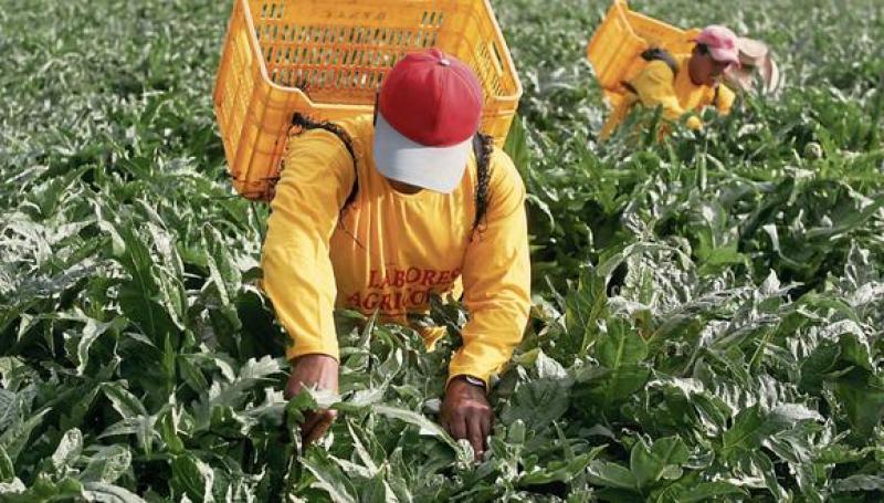 Conoce cómo participar en la elaboración del reglamento de la Ley Agraria